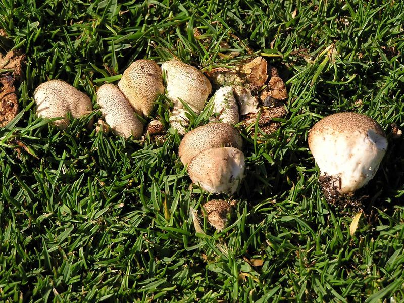 Decomposition is not a soil test