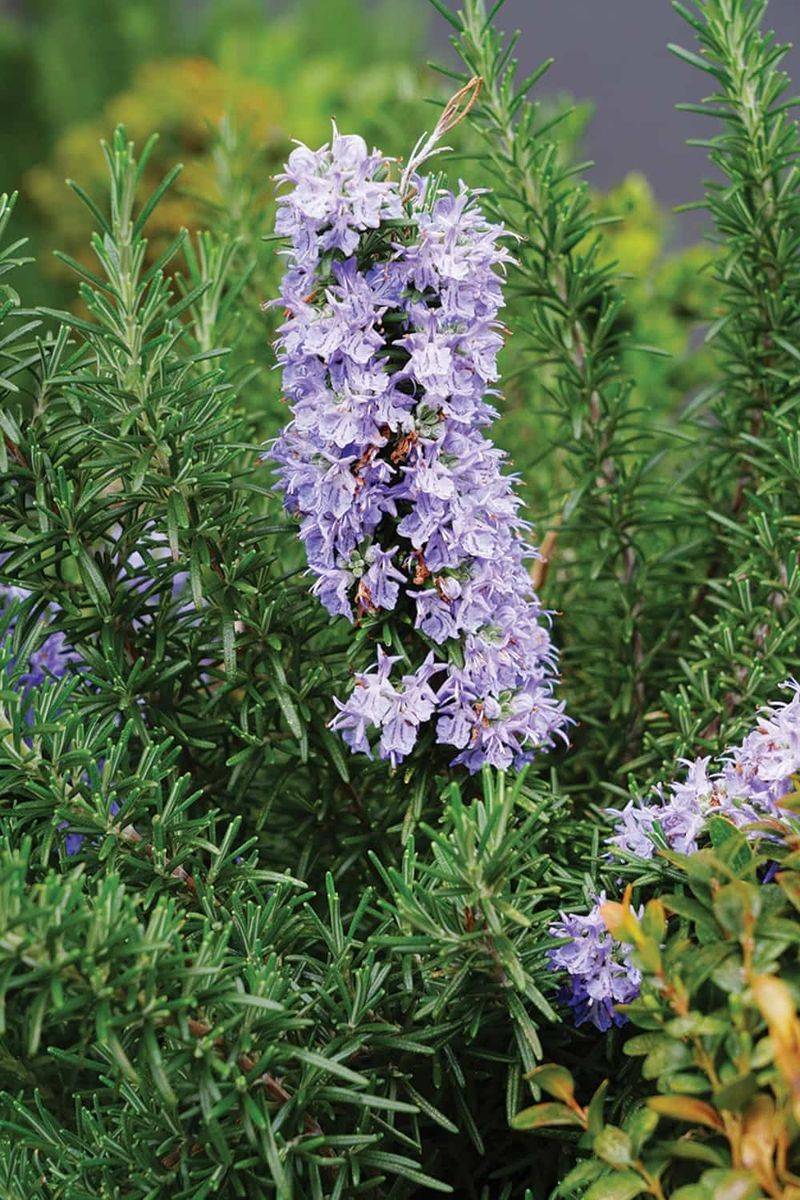 Rosemary