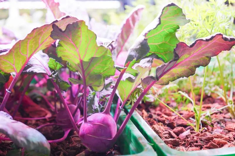 Kohlrabi