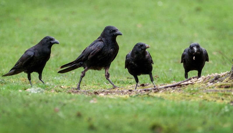 Inspect the yard for food attractants