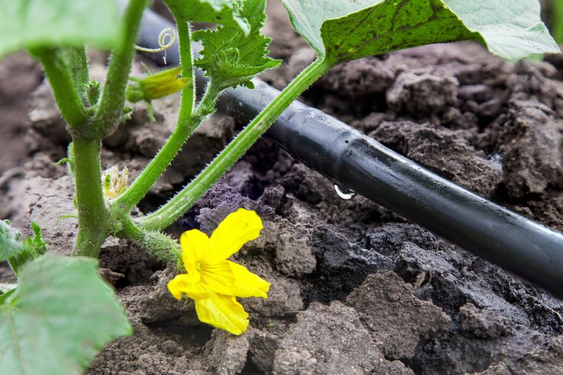 Protect moisture during flowering through ripening