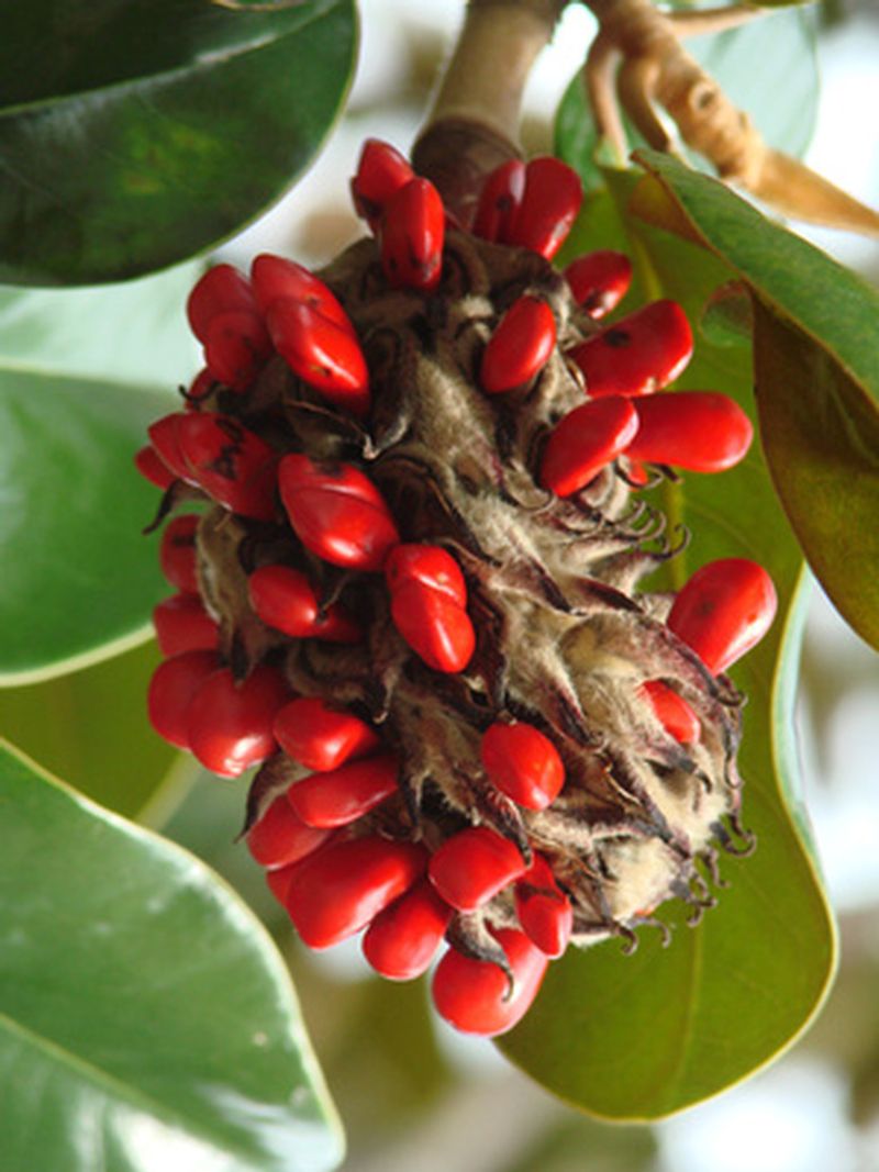 The cone-like cluster opens to reveal individual seeds
