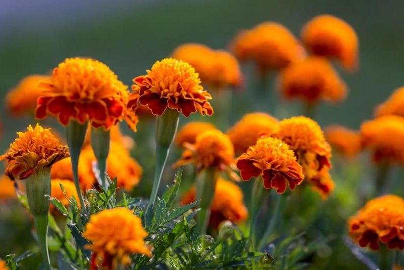 Marigolds
