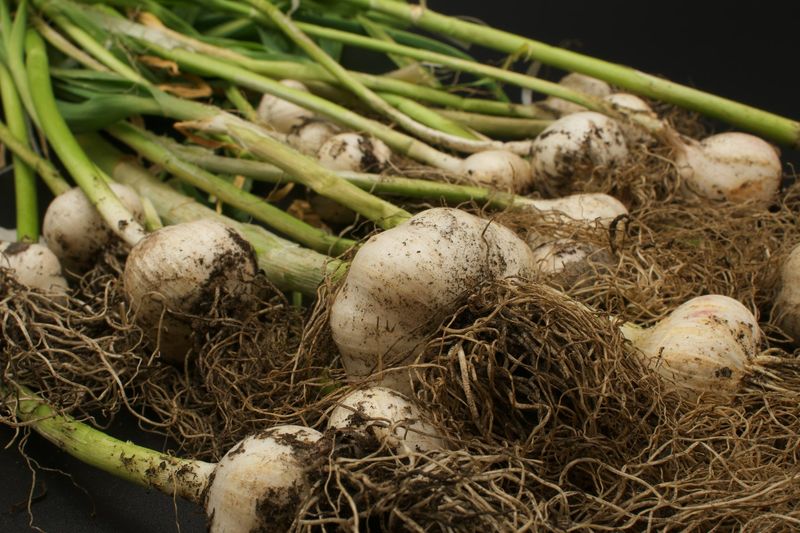 Garlic