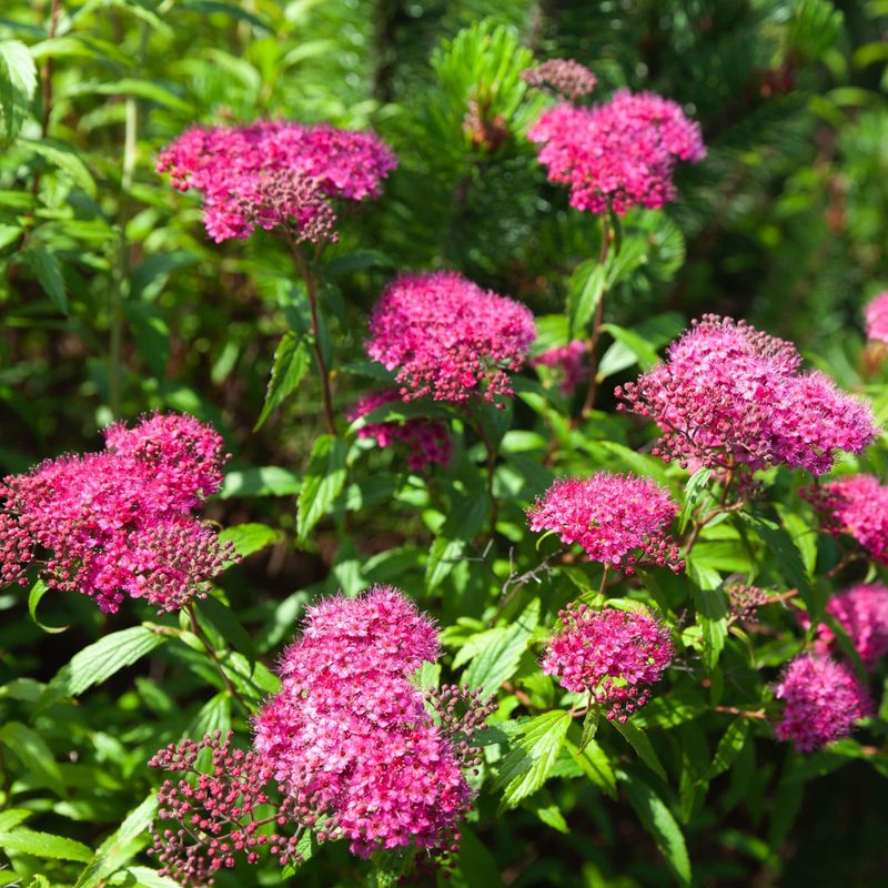 Spirea