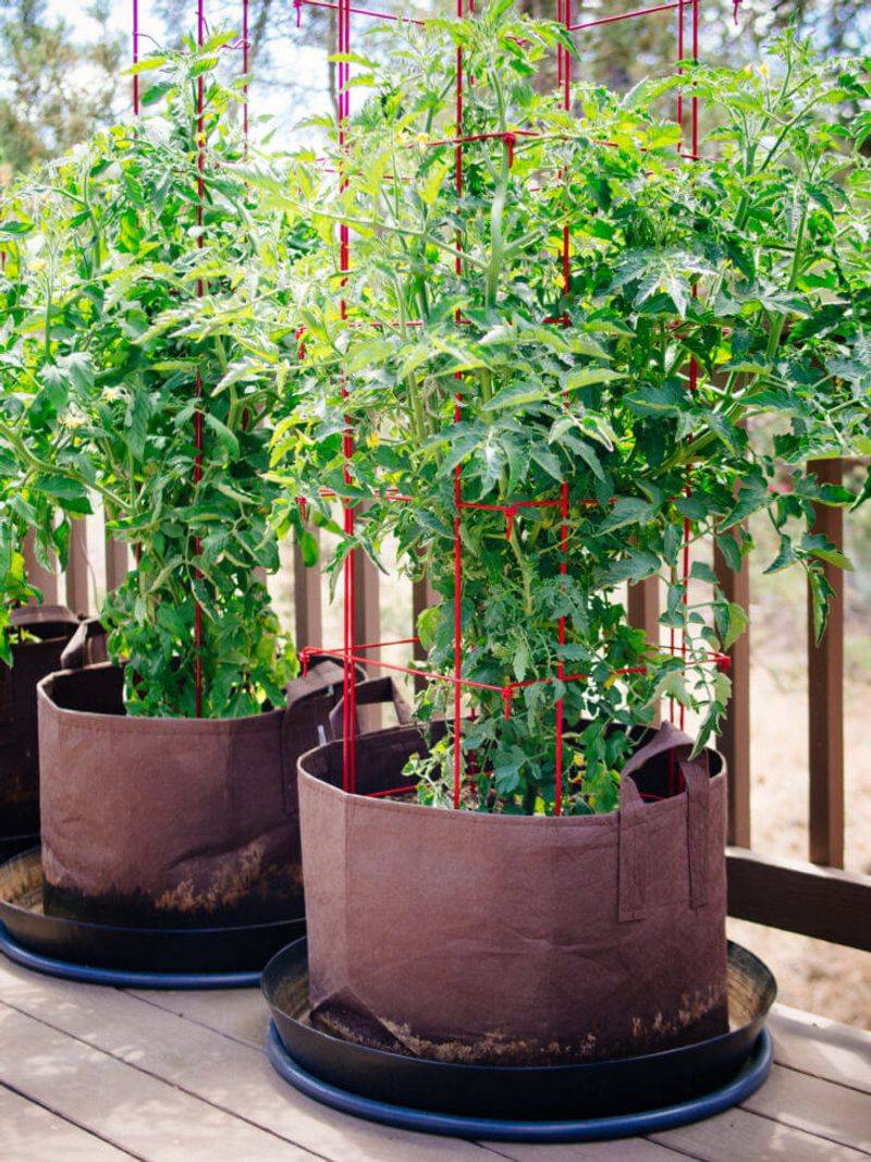 Feed Container Tomatoes Twice As Often