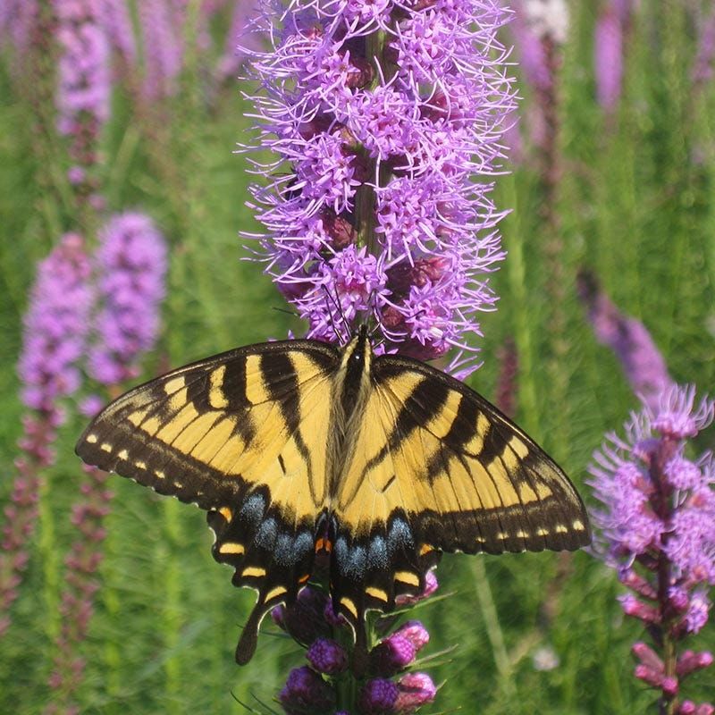 Blazing Star (Liatris spicata)
