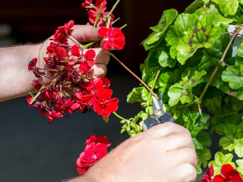 Deadhead Spent Blooms Completely
