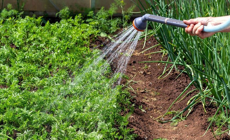 Keep the seed zone moist, not waterlogged