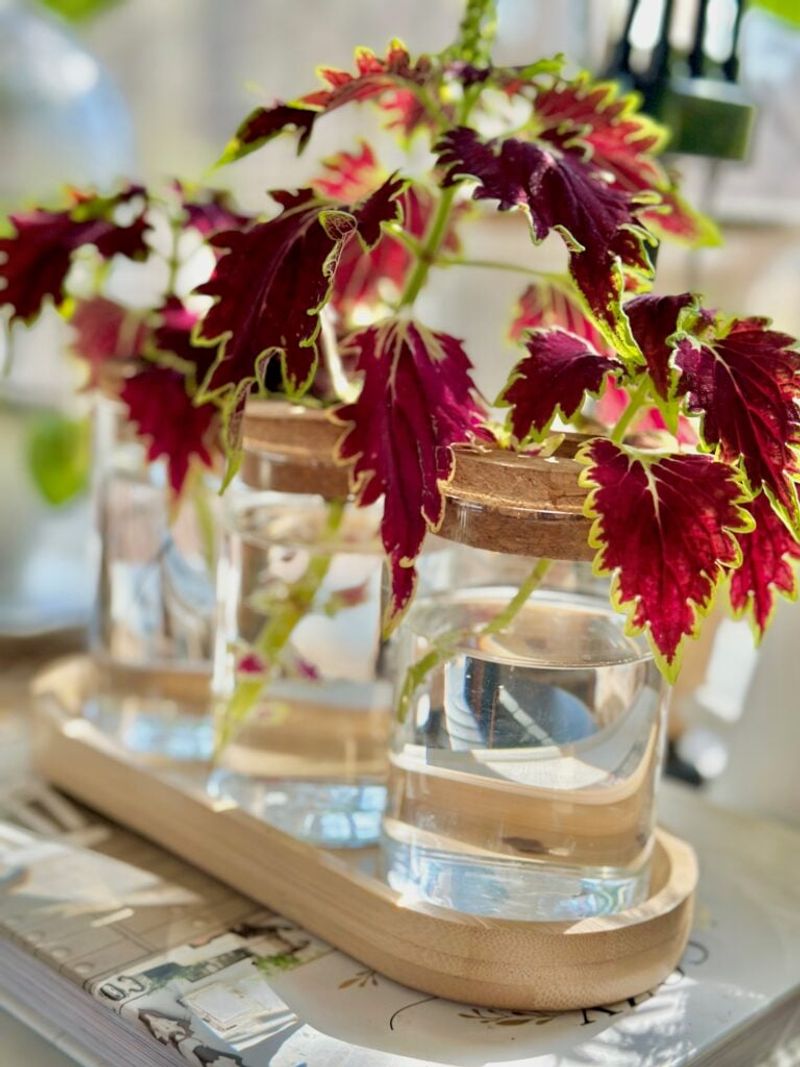 Set cuttings in water with their leaves clear