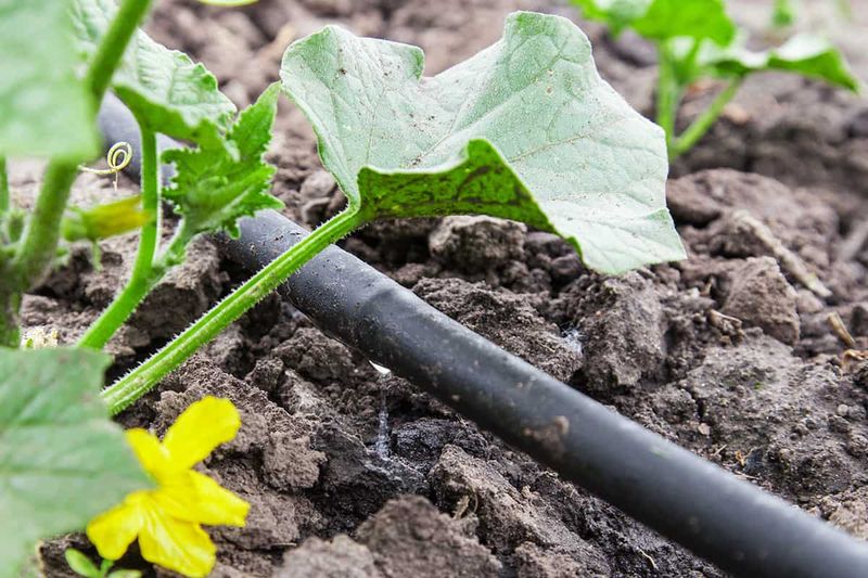 Maintain Moisture and Pollination Without Adding Unneeded Salts