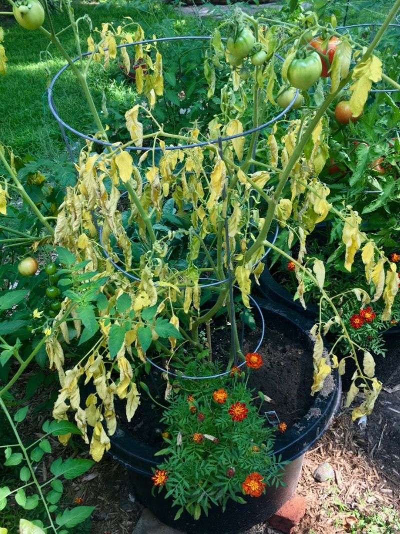 Underwatering And Drought Stress