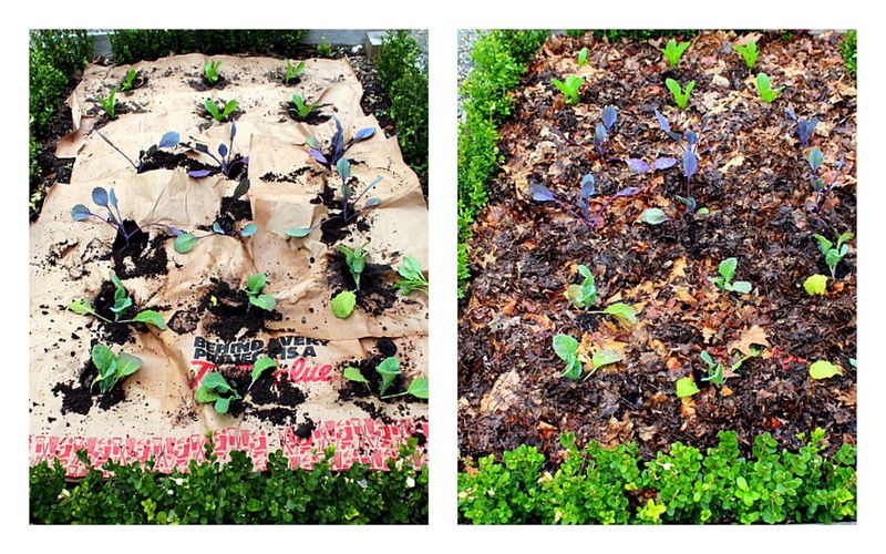 Cool the seed row before late-summer heat blocks germination