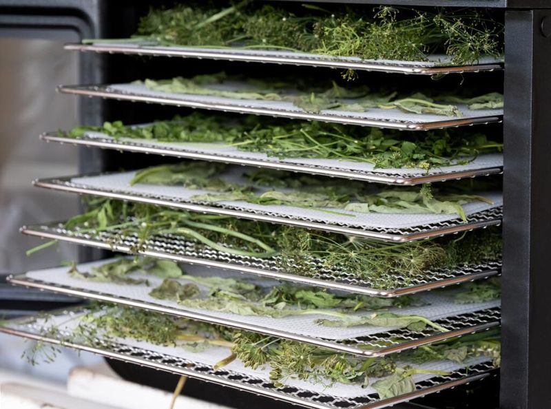 Use a dehydrator when North Carolina humidity slows air-drying