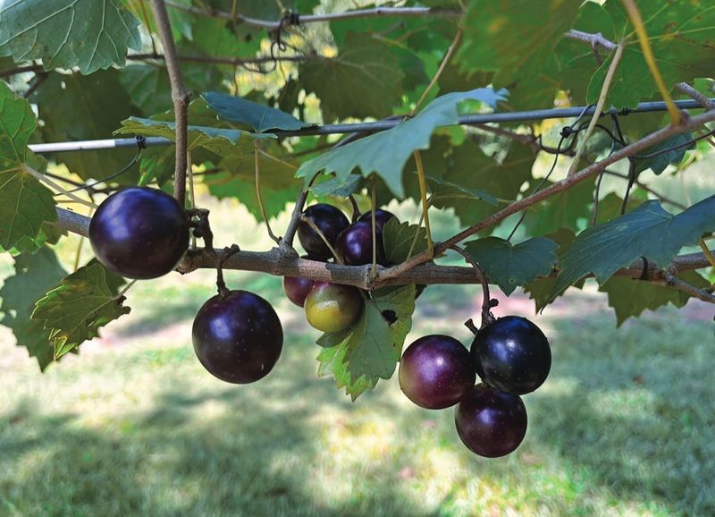 Choose the cultivar that matches your site and pollination plan