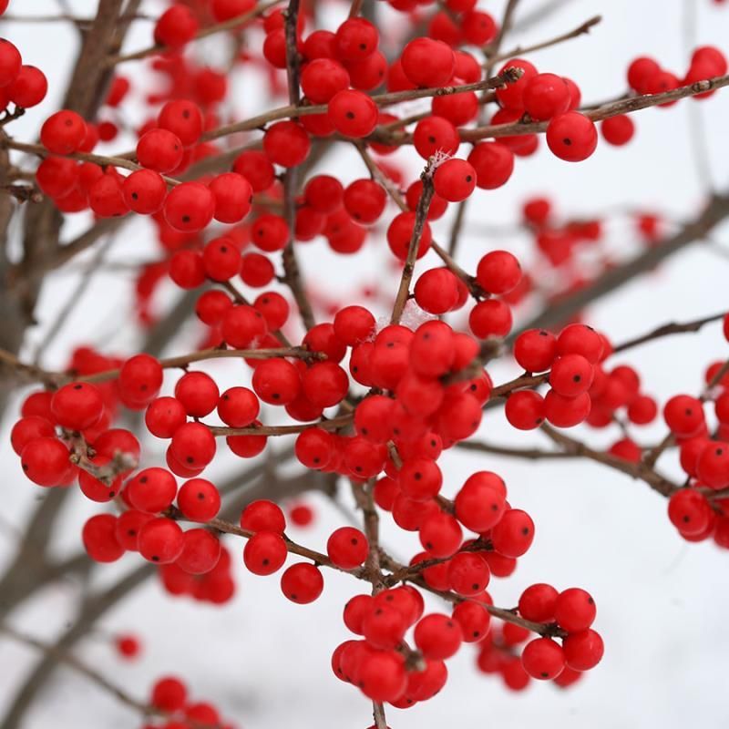 Winterberry (Ilex verticillata)