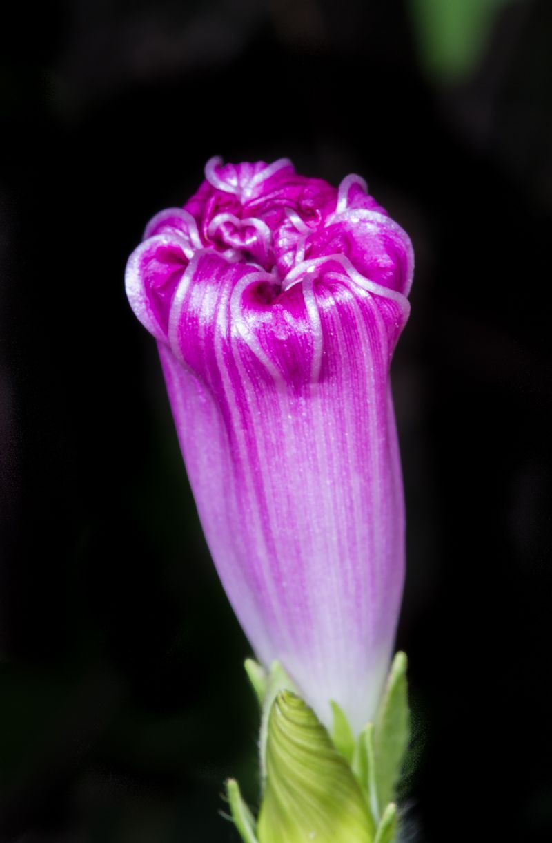 The dark-period experiment studied another morning glory