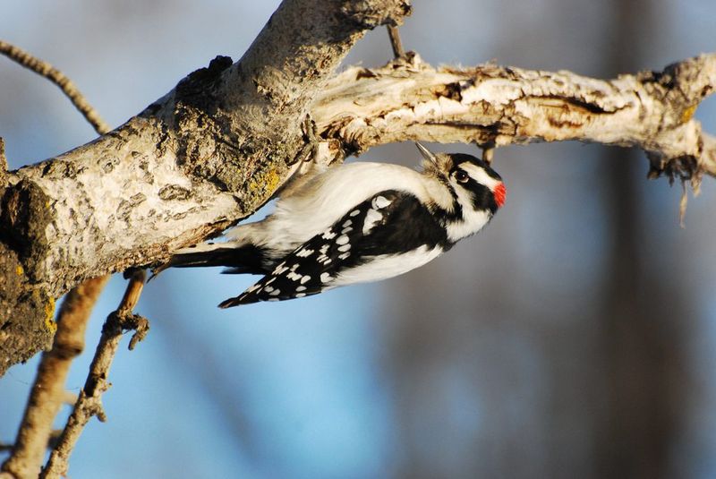 Downy Woodpecker