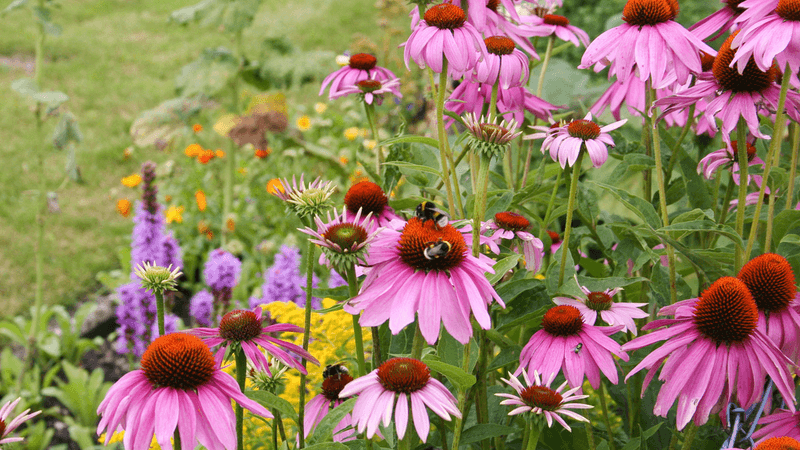 A stronger pollinator yard offers more than carpenter-bee wood