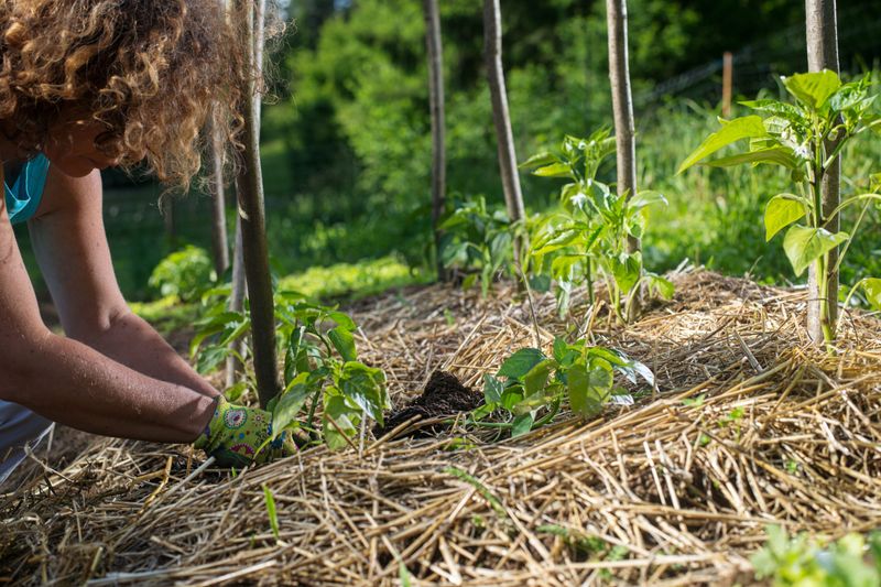 Use mulch to conserve water, then respond to what the roots need