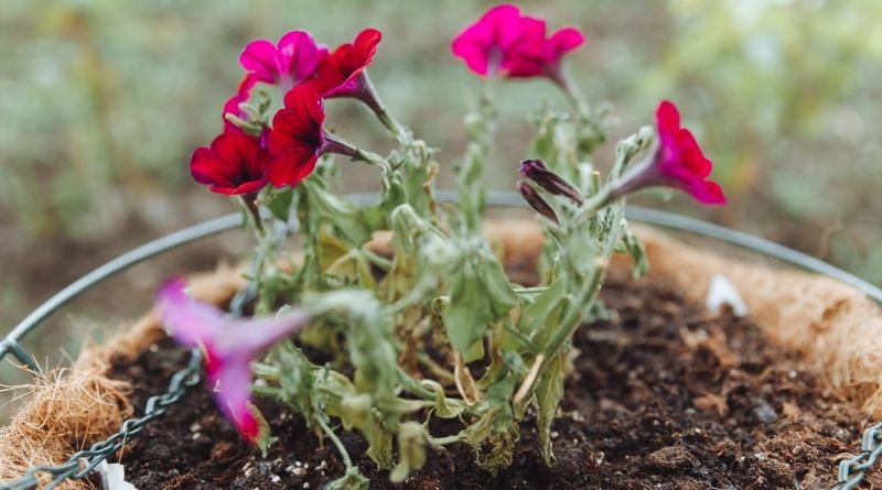Underwatering and Rapid Water Loss