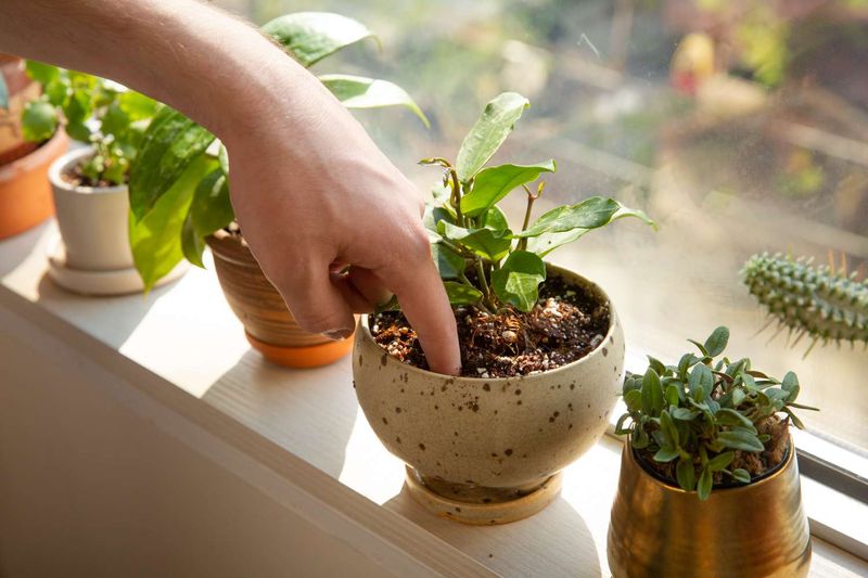 Water by the Plant’s Drying Threshold, Not the Calendar