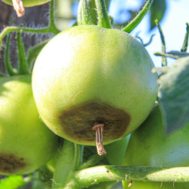 What blossom-end rot looks like and what it means