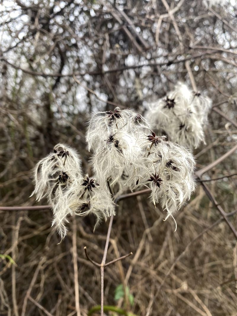 Old Man's Beard (Clematis vitalba)
