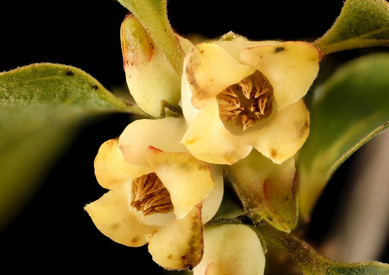 Why You Need Two Trees for Fruit
