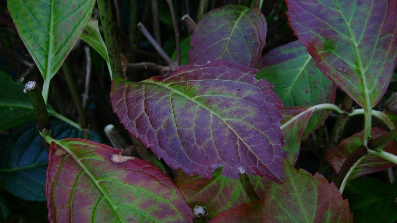 Purple foliage is not a reason to amend the soil