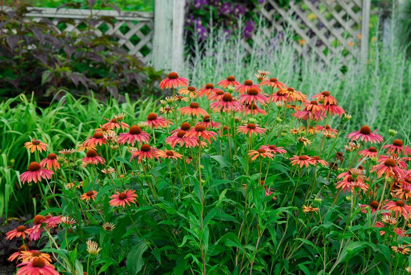 Do not cut healthy green foliage after flowering