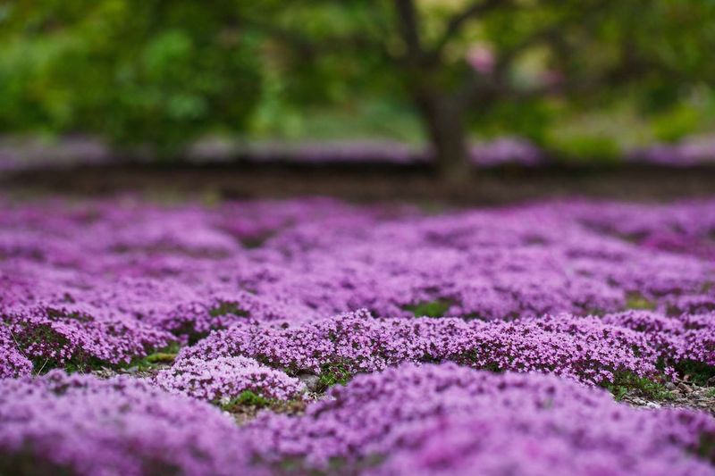 How a living mat suppresses weeds