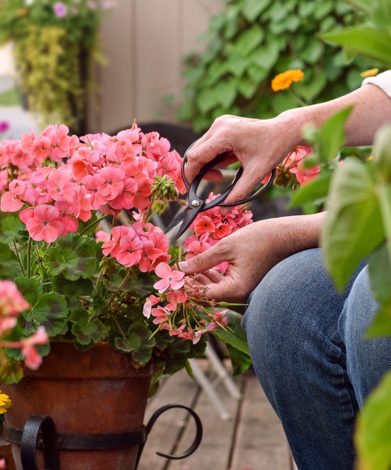Deadhead Spent Blooms Regularly