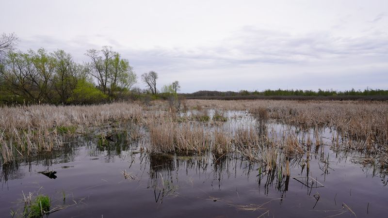 A careful walk shows why Volo Bog matters