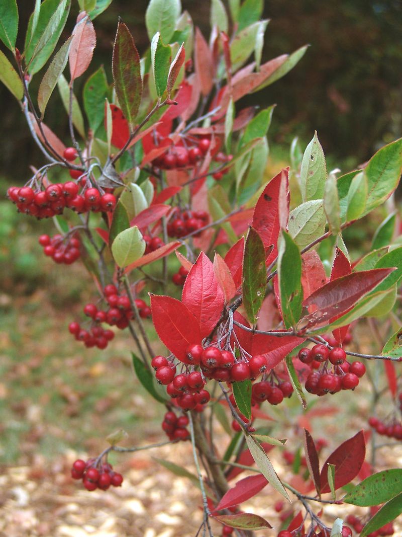 Red Chokeberry (Aronia arbutifolia)