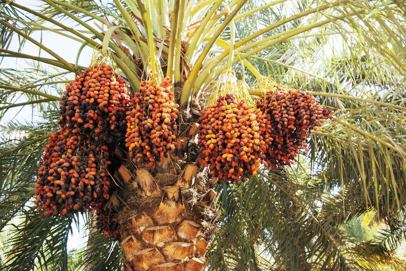 Fruit requires pollination, planning, and patience