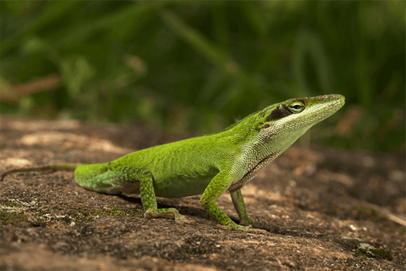 Social encounters can darken an anole without making brown a distress signal