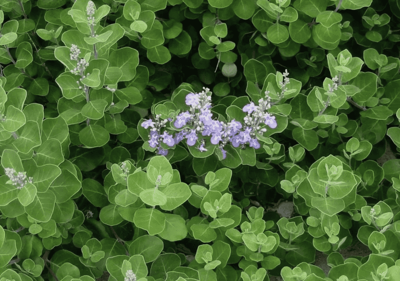 Beach Vitex