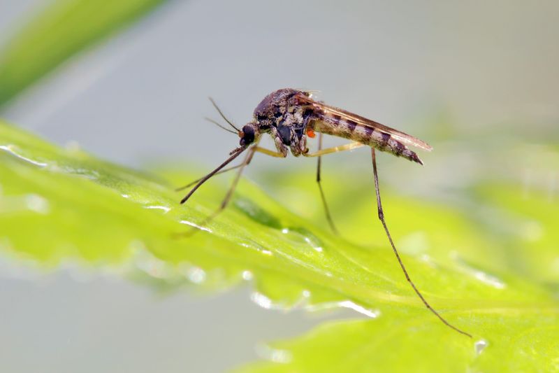 Bats may eat mosquitoes, but they are not a mosquito-control plan