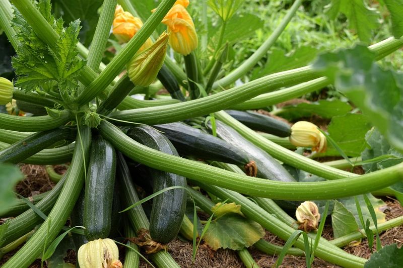 Squash