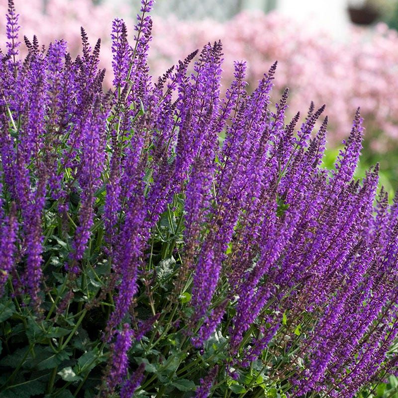 Perennial Salvia (Salvia nemorosa)