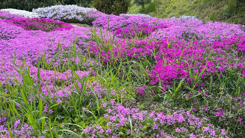 Creeping Phlox (Phlox stolonifera and Phlox subulata)