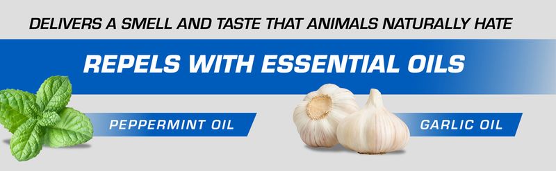 Peppermint, Clove, and Rosemary Oils