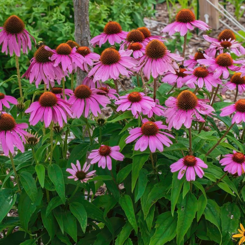 Coneflower (Echinacea)