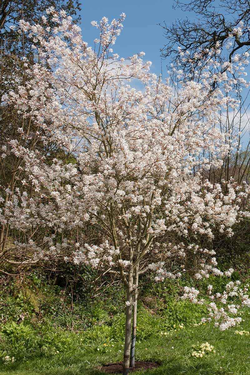 Serviceberry