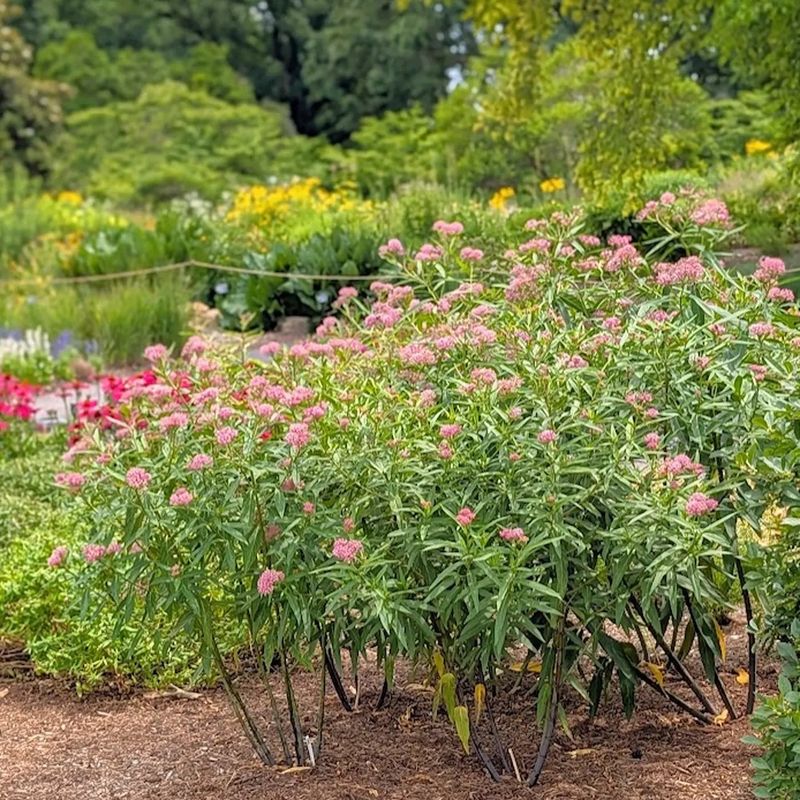 Plant for Size, Soil, and Establishment