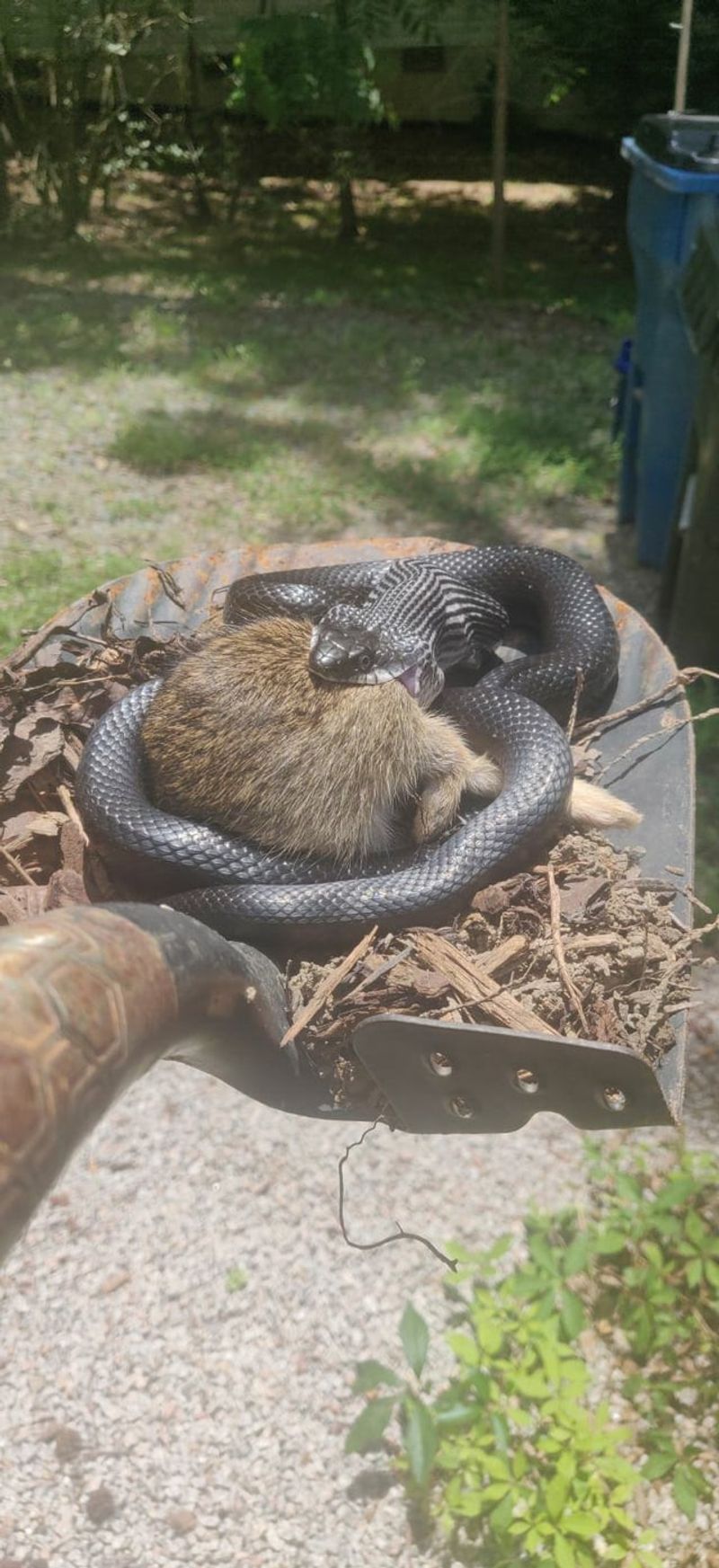 Fewer Mice and Frogs