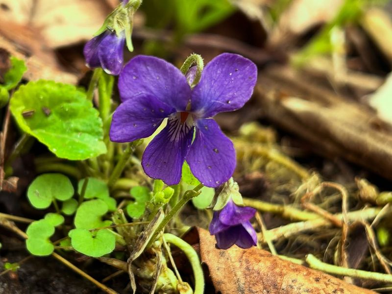 Native Violets (Viola species)