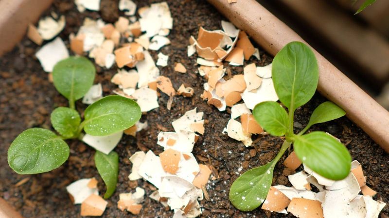 Crushed Eggshells