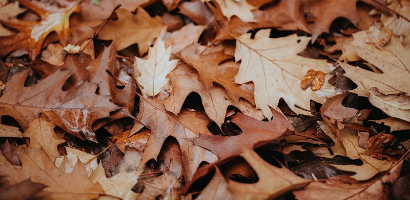 Leaf litter and brush piles do different habitat work